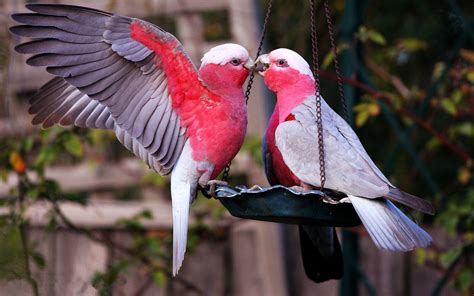 beautiful love birds photos|love birds wallpaper for laptop.